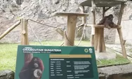 Revitalisasi Bandung Zoo Dikebut, Farhan Targetkan Kembali Dibuka Kurang dari Setahun