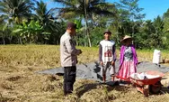 Polisi Pantau Tanaman Padi Petani di Pasrujambe Lumajang, Dukung Program Ketahanan Pangan