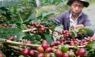 Prospek Pasar Menjanjikan, Kopi Arabika Temanggung Siap Jadi Sumber Pendapatan Baru Petani