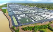 BUBK Kebumen Panen 254,5 Ton Udang Ekspor, Buka Lapangan Kerja untuk 645 Warga Lokal