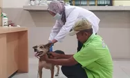 Cegah Penyakit Menular dan Rabies, Karantina Sumbar Vaksinasi 235 Hewan