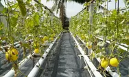 Kisah Petani Milenial Mego.Id di Padang, dari Green House Swadaya hingga Panen Melon 1,1 Ton