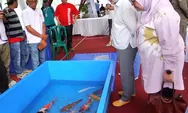Sumbar Koi Show 2026: Ini Daftar Lengkap Peraih Grand Champion