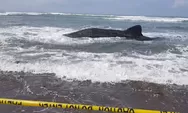 Viral! Hiu Paus Terdampar di Pantai Parangkusumo, Sempat Ditolong Warga Tapi Gagal