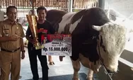 Mengenal Robin Hood, Sapi 1,48 Ton dari Tanjungkerta Sumedang yang Sabet Juara Nasional dan Dilirik KDM