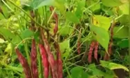 Kacang Merah dan Variasi Tanaman, Inspirasi Kebun Sayuran yang Mengagumkan