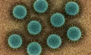 Kemenkes Temukan 8 Kasus Virus Hanta di Indonesia, Ini Cara Penanggulangannya