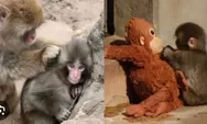 Viral Bayi Monyet “Punch” dirundung, Kebun Binatang Ichikawa: Itu Proses Alami Adaptasi