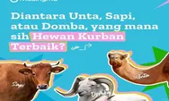 Idul Adha 2024: Diantara Unta, Sapi, atau Domba, yang Mana Hewan Kurban Terbaik? Cek Pendapat 4 Imam!