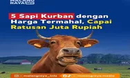 Bikin Melongo! 5 Jenis Sapi Kurban dengan Bandrol Fantastis, Harga Termahal Mulai Puluhan Hingga Capai Ratusan Juta Rupiah