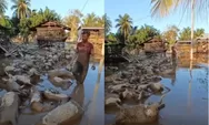 Di Balik Bencana Banjir, Cerita Peternak Aceh Utara saat Puluhan Kambingnya Tewas dalam Kubangan Lumpur