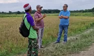 Anggota DPRD Provinsi Jambi Muhammad Nasir Tinjau Persawahan Padi di Olak Kemang