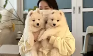 Cerita YouTuber Korea Sukses Kloning Anjing, Solusi Kala Para Majikan Ditinggal Mati Anabul