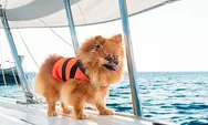 Unik! Kapal Pesiar Mewah Ini Bolehkan Pengunjung Bawa Anjing Ikut Berlayar, Ada Taman Bermain dan Olahraga