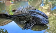 Hati-hati! Konsumsi Ikan Sapu-Sapu Disebut Bisa Rusak Otak hingga Ginjal