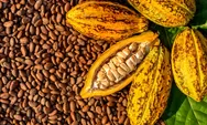 Harga Kakao Dunia Naik Tajam, Kemendag Sebut Penutupan Selat Hormuz Jadi Pemicu
