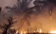 Ribuan Titik Api Kepung Papua Tengah, Karhutla di Nabire Paling Parah dan Sulit Dijangkau