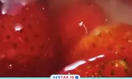 Viral Belatung Hidup di Puding MBG Kota Malang, SPPG Lowokwaru Tulusrejo 2 Akui Kurang Teliti