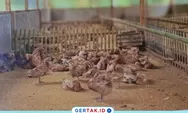 BUMDes Ciparasi Kembangkan Usaha Itik Petelur, Optimalkan 20 Persen Dana Desa untuk Ketahanan Pangan