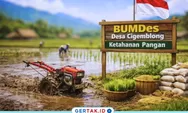 BUMDes Cigemblong Kelola Sawah dan Operasikan Dua Traktor sistem sewa untuk Dukung Program Ketahanan Pangan Desa
