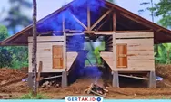 BUMDes Sobang Jalankan Program Ketapang Lewat Usaha Domba dan Jahe Merah, Ini Progresnya