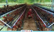 Program Ketahanan Pangan Desa Sukaresmi Mulai Bergulir, Peternakan Ayam Petelur Jadi Andalan