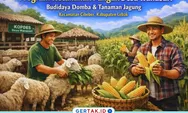Dikelola Kopdes, Program Ketahanan Pangan Desa Wanasari Fokus pada Budidaya Domba dan Jagung