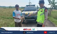 Lagi Asyik Lepas Merpati, Pria di Pekalongan Tewas Tersambar Petir di Gubuk Sawah