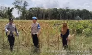 Polsek Rambang Lubai Monitoring Tanaman Jagung, Wujud Nyata Dukung Ketahanan Pangan