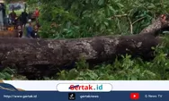 Pohon Raksasa Tumbang Akibat Angin Kencang Menimpa Balai Dusun Ajak