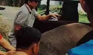 Evakuasi Sapi Kurban di Tengah Hujan Deras, Camat Silat Hilir dan Warga Tunjukkan Semangat Gotong Royong
