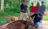 Sumbangan Sapi “Satu Kecamatan Satu Sapi” dari Pemda Kapuas Hulu Terealisasi, Warga Silat Hilir Sambut dengan Penuh Syukur dan Kebersamaan