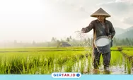 Dinas Pertanian Lebak Jamin Stok Pupuk Bersubsidi Cukup hingga Akhir 2026
