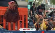1.600 AYAM DIBAGIKAN GRATIS DI MALIOBORO, PETERNak TERIAK: HARGA TELUR AMBRUK, PAKAN MAHAL, USAHA TERANCAM KO