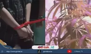 ASN Diduga Sulap Rumah di Cileunyi Jadi Ladang Ganja, Polisi Amankan Puluhan Pohon