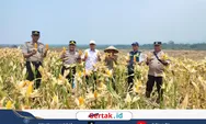Dukung Swasembada Pangan, Polres Pekalongan dan PPL Dampingi Panen Jagung di Desa Kayugeritan