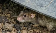 Mengenal Ancaman Virus Hanta yang Disebarkan Tikus di Lingkungan Rumah
