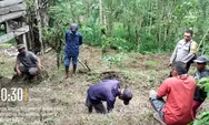 Tak Cuma Datang ke Rumah Warga, Bhabinkamtibmas Bulukumpa Jalan Kaki Temui Petani Porang di Kebun