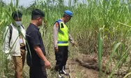 Kerangka Manusia Tanpa Identitas yang Ditemukan di Lahan Tebu diduga ODGJ