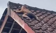 Viral Balita Asal Lombok yang Ditemukan di Atap Rumah Warga, Untungnya Ada Buruh Proyek Dapur MBG Sigap Bawa Tangga