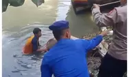  Sapi Qurban Ngamuk  Tercebur ke Sungai di Pemalang