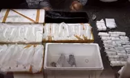 Polresta Banyuwangi Gagalkan Penyelundupan 23 Ribu Benih Lobster Senilai Rp3,45 Miliar
