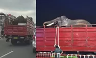 Usai Pemindahan Dua Gajah dari Jogja ke Kaltim jadi Sorotan, Kemenhut Jamin Kesehatan Satwa Terus Dipantau