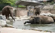 Gembira Loka Zoo Mantapkan Langkah Menuju Keanggotaan Kebun Binatang Dunia 2026
