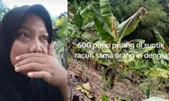 Viral! 600 Pohon Pisang Mendadak Mati, Petani Nangis Diduga Diracun Orang Tak Bertanggung Jawab