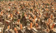 Polri Bersama Petani Jagung Tuban Siap Sambut Presiden RI Laksanakan Panen Raya