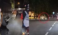 Sapi Kurban Lepas Dekat Stasiun Klaten, Warga Panik Kejar hingga Tengah Jalan