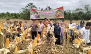 Dukung Ketahanan Pangan Nasional, Panen Raya Jagung di Kaupaten Lebong