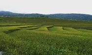 Satar di Manggarai Timur, Lanskap Terasering yang Menawarkan Hening dan Harmoni Alam