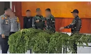 Jejak Ladang Ganja di Papua Pegunungan Terkuak, Aparat Amankan Barang Bukti dan Terduga Pelaku